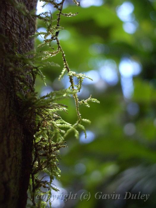 Moss, Binna Burra IMGP1348.JPG